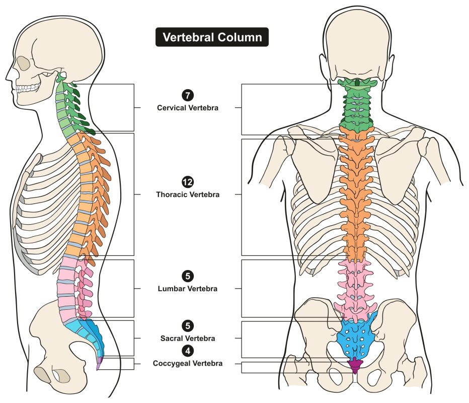 ¿Cómo es la columna vertebral?